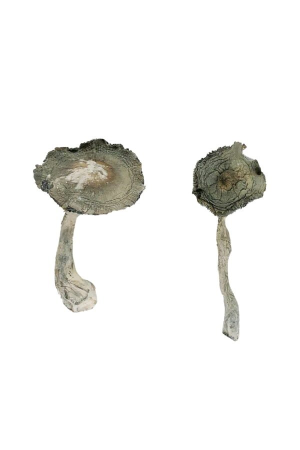 Buy APEX Magic Mushrooms Near me