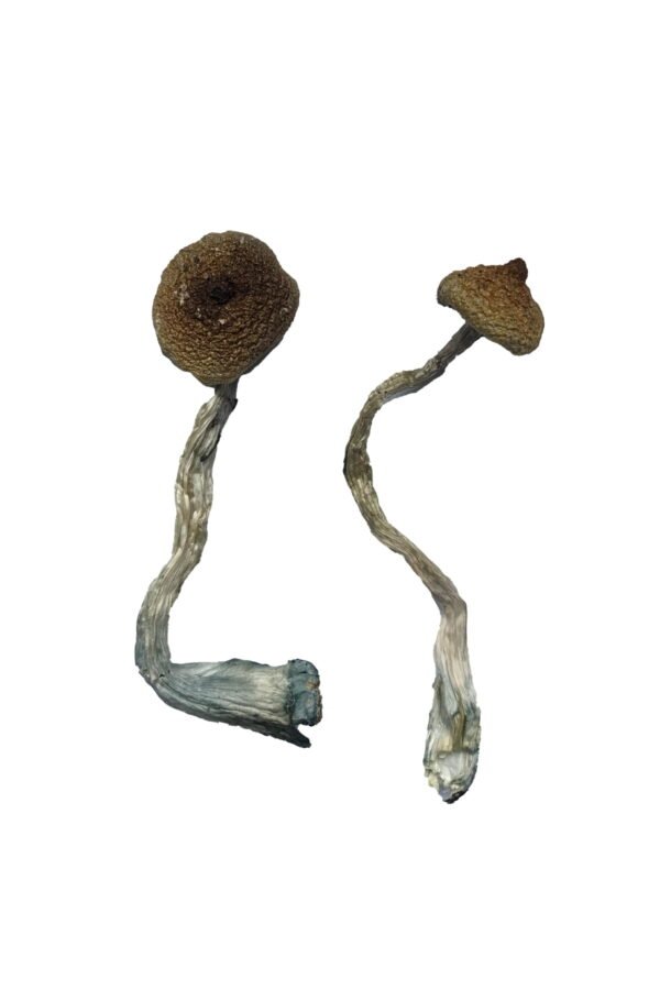 Buy Costa Rican Magic Mushrooms