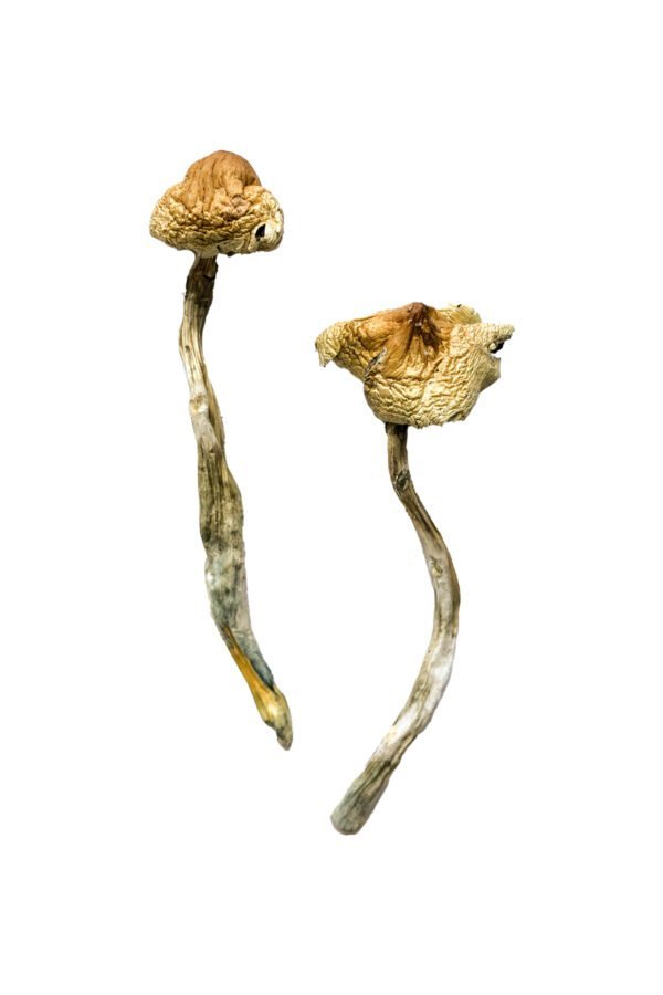 Huautla Magic Mushrooms - Image 2