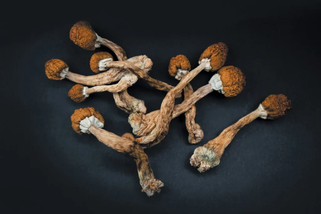 How Long do Shrooms Last