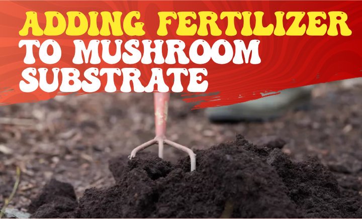 adding-fertilizer-to-mushroom-substrate