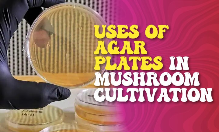 uses-of-agar-plates-in-mushroom-cultivation-1